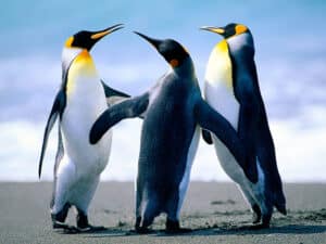 Une image de pingouins joyeux et enjoués, symbolisant la notion que rendre les autres heureux contribue à notre bien-être personnel.