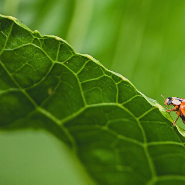 coccinelle sur une feuille