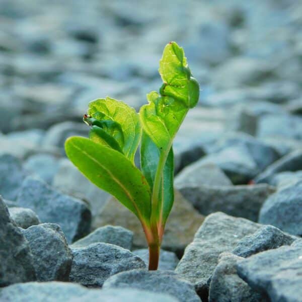 pousse de plantes au milieu de cailloux symbole de l'optimisme